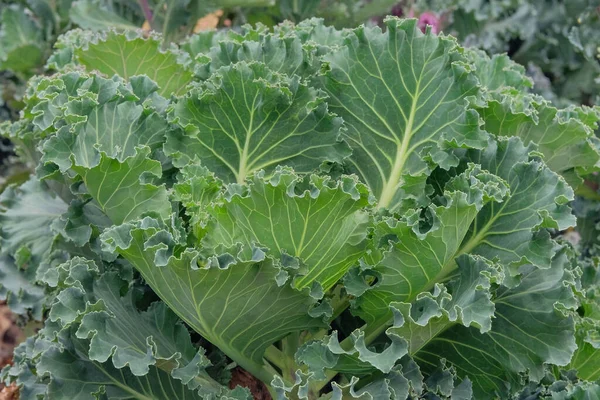 Kale salad growing in the rustic garden. Kale leaf in farming and harvesting. Growing vegetables at home. Closeup.