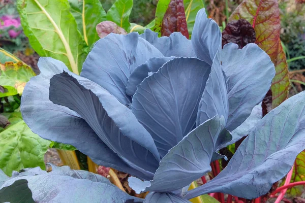 Cabbage growing in the rustic garden. Violet cabbage in farming and harvesting. Growing vegetables at home.
