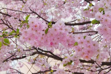 Sakura parkta çiçek açıyor. Japonya 'da pembe çiçekler büyüyor. Baharda peyzaj ve dekorasyon.