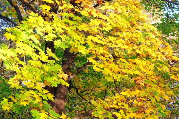Ahorngelbes Laub Draußen Der Herbst Verabschiedet Sich Einem Sonnigen Tag — Stockfoto
