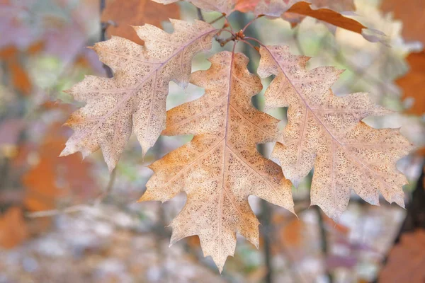 Brown Oak Leaves Autumn City Autumn Park Warm Weather Fall — Stock Photo, Image