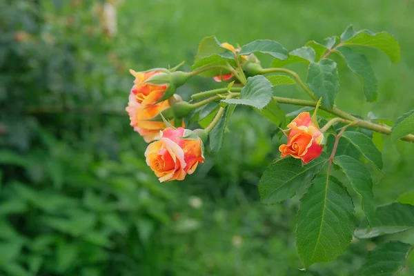 Aromatic rose flowers on bush in flowers garden. Roses background in flowers garden. Romantic background.