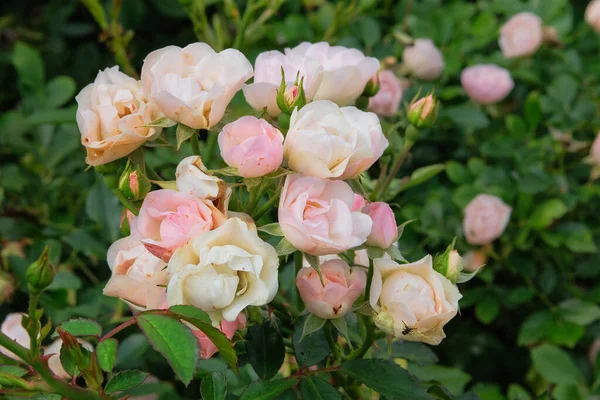 Aromatic Beige Rose Flowers Beautiful Bush Flowers Garden Summer Morning — Stock Photo, Image