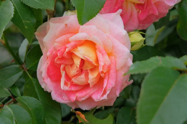 Flores Rosas Aromáticas Hermoso Arbusto Jardín Flores Mañana Verano Fondo — Foto de Stock
