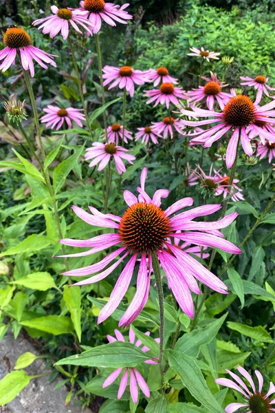 Echinacea flowers. Purple bright and vibrant flower. Farming and harvesting. Sunny day.