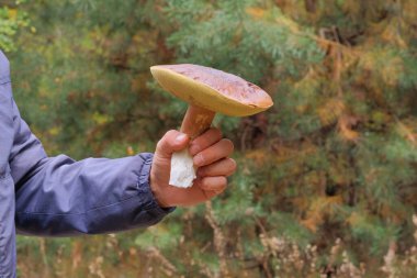 Erkek eli taze ve lezzetli mantarı tutar. Orman mantarı koleksiyonu. Sonbahar ormanlarının doğası..