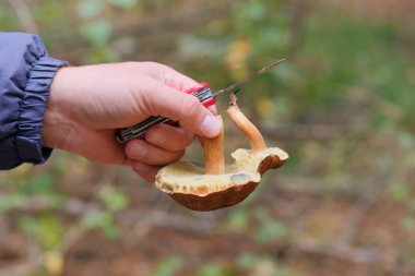 Sonbahar ormanlarının doğası. Taze, lezzetli mantarı tut. Orman mantarı koleksiyonu.