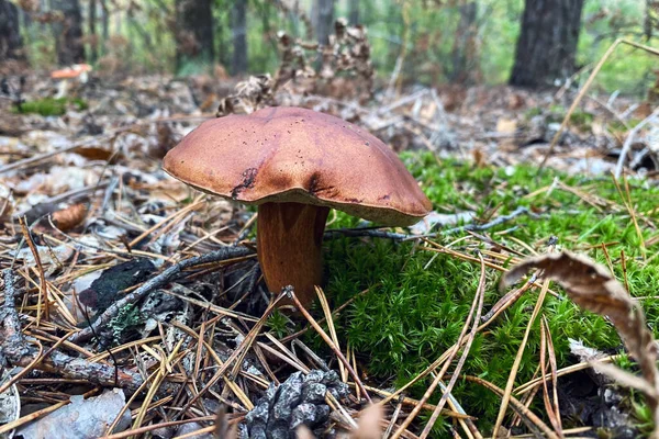 采摘森林蘑菇 新鲜美味的蘑菇 秋天森林的性质 — 图库照片