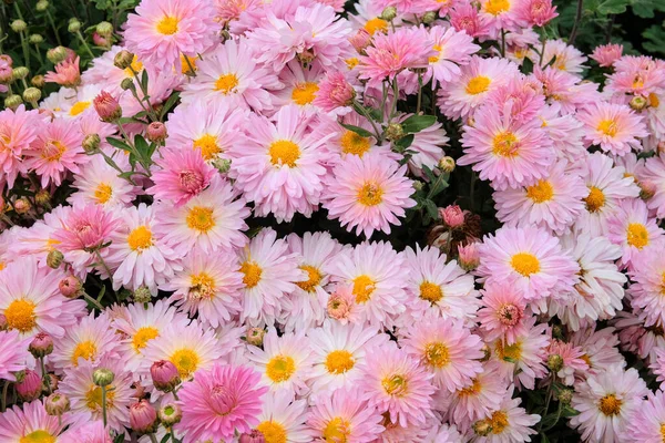 Astra Zahradnické Zahradě Růžové Květy Zahradě Přirozené Kvetoucí Pozadí Krásné — Stock fotografie