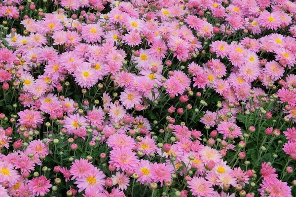 Astern Garten Rosafarbene Blumen Garten Natürlicher Blühender Hintergrund Gartenarbeit — Stockfoto