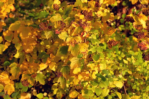 Goldener Herbst Herbstgelbe Blätter Sind Perfekt Für Den Saisonalen Gebrauch — Stockfoto