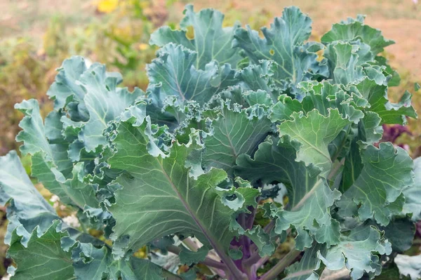 Cabbage is growing in rustic garden. Organic cabbage in farming and harvesting. Growing vegetables. Closeup