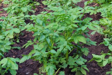 Potato bush is growing in rustic garden. Organic green bush in farming and harvesting. Growing vegetables at home. 