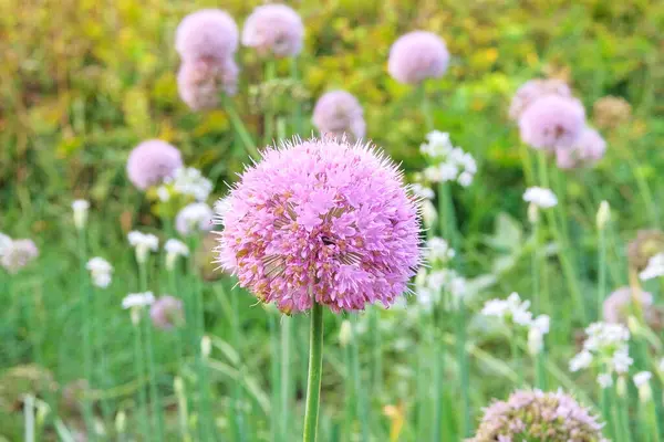 Violet onion flower in farming and harvesting. Vegetables grown in a rustic garden. Growing vegetables at home.