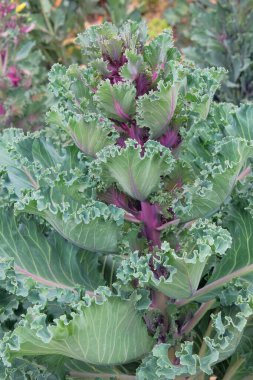Çiftçilikte ve hasatta lahana. Köy bahçesinde mor lahana yetişiyor. Evde sebze yetiştiriyorum. Dikey fotoğraf.