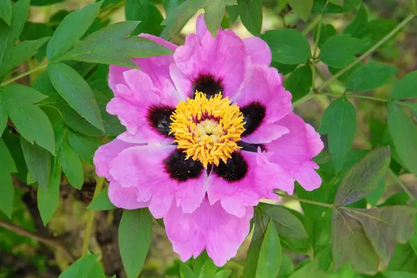 Paeonia Suffruticosa Growing Greenhouse Violet Plant Showy Flowers Cultivated Its — Stock Photo, Image