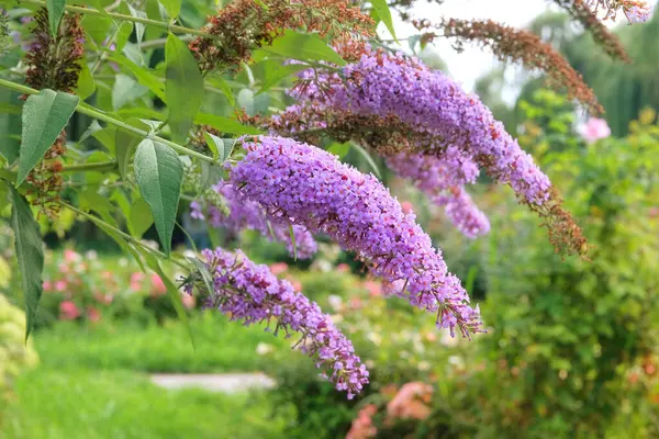 佛莱叶灌木生长在海岸的居民楼旁边 夏天的风景在旅途中紫色盛开的花朵 图库照片