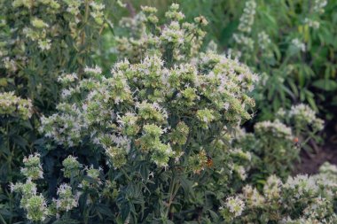 Pycnanthemum virginianum bahçede büyüyor. Kır bahçesinde yeşil çalı. Romantik çiçekleri için yetiştirilmiş. Beyaz bitki.