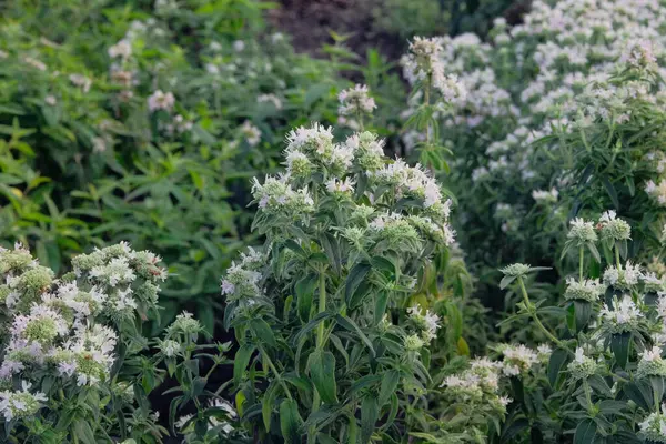 stock image Pycnanthemum virginianum is growing in garden. White plant. Green bush in country garden. Cultivated for its romantic flowers.