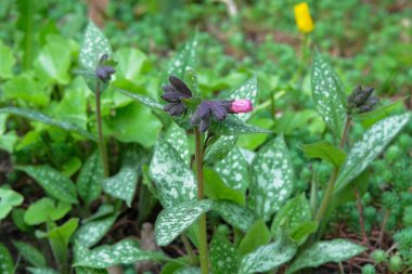 Pulmonaria officinalis. Pembe, mor veya mavi renkli küçük kokulu çiçekleri olan otçul bitkiler. Sağlıklı şifalı bitkiler. Yeşil çayır.