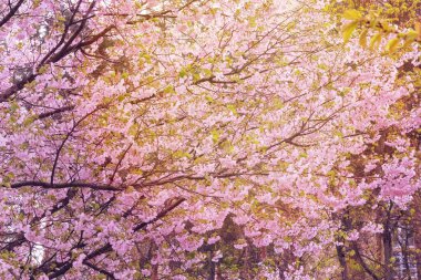 Kayısı parkta çiçek açıyor. Bahar çiçekleri büyüyor. Baharda şehirde peyzaj ve dekorasyon. Güneşli.