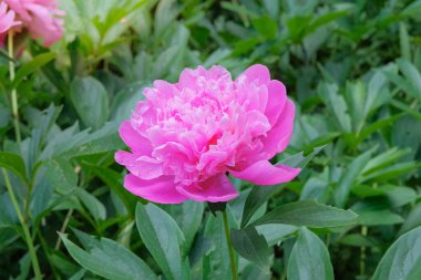 Şakayık bahçede büyüyor. Çalı bitkisi. Romantik pembe çiçekleri için yetiştirilmiş..