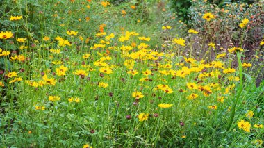 Coreopsis bahçede yetişir. Aromatik papatya dışarıda yetişiyor. Daha fazla kullanım için baharat yetiştiriyorum. Kırsal kesimde. Güneşli.