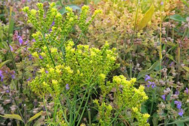 Ruta graveolens. Aromatic flowers in rural garden. Sunny day. clipart