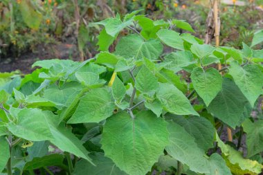 Peru fizsalisi bahçede büyüyor. Kır bahçesinde yeşil çalı.