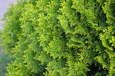 Evergreen ağacı. Bahçedeki selvi çalısı. Yeşil çalı. İlkbahar.