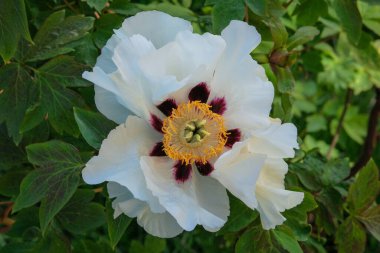 Paeonia Suffruticosa bahçede büyüyor. Beyaz bitki. Gösterişli çiçekler. Romantik çiçekler. Bahar Çiçeği.
