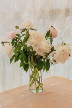 Paeonia suffruticosa in a vase in home. Floristic design. Flowers in sunny day. Showy cream flowers. Romantic flowers. clipart