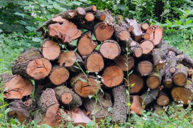 Kırsal kesimdeki odun deposu. Odunlar taze kesilmiş çam kütükleri. Yakacak odun deposu. Köy tarzı. Doğal ahşap zemin.