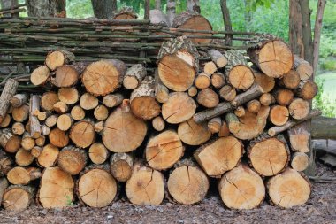 Yakacak odun deposu. Kırsal kesimdeki odun deposu. Kereste fabrikasındaki çam ağacından kesilmiş kütükler. Doğal ahşap zemin.
