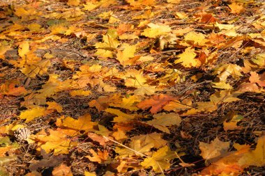 Sonbahar parkında yürüyorum. Sonbaharda güneşli hava. Parlak sarı yapraklar. Merhaba Ekim.