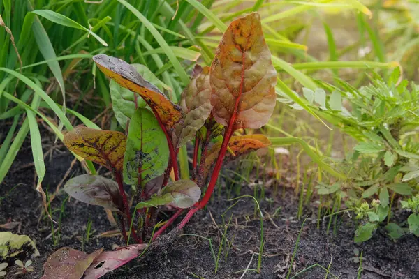 stock image Beet growing in rustic garden. Leaf of beetroot in farming and harvesting. Growing vegetables. Cottage garden. Sunny.