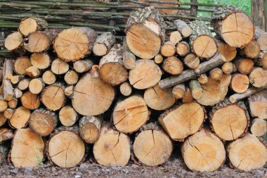 Yakacak odun stoğu. Kırsal kesimdeki odun deposu. Kereste fabrikasındaki çam ağacından kesilmiş kütükler. Doğal ahşap zemin.
