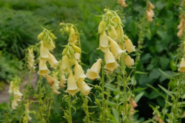 Digitalis çayırda yetişir. Romantik sarı çiçekleri için yetiştirilmiş. Çiçekler açıyor. Kulübe bahçesi..