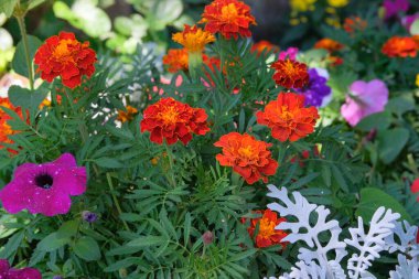 Marigold bahçede büyüyor. Portakal bitkileri. Gösterişli çiçekleri için yetiştirilmiş. Çiçek tarhı.