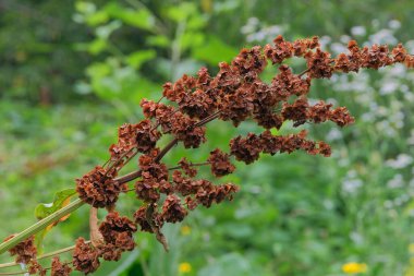 Cottage garden. Rumex confertus grows in meadows, moist forest edges, streams. Garden in summer morning. clipart