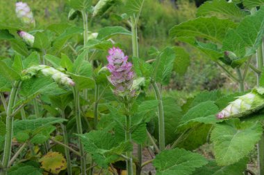 Salvia sclarea türkestanica çayırda yetişir. Yaz sabahı çiçek bahçesi. Romantik çiçekler. Bahçıvanlık.