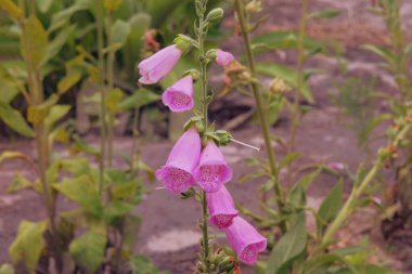 Digitalis purpurea çayırda yetişir. Romantik pembe çiçekleri için yetiştirilmiş. Çiçekler açıyor. Kulübe bahçesi..