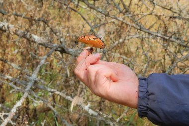 Erkek eli kahverengi şapkalı mantar. Güneşli sonbahar ormanlarının doğası. Orman mantarı koleksiyonu. Sonbahar tatili.