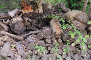 Yakacak odun deposu. Kırsal kesimdeki odun deposu. Odunlar taze kesilmiş çam kütükleri. Köy tarzı. Doğal ahşap zemin.