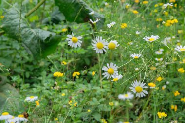 Eczane papatyası çiçek açıyor. Romantik bitkiler. Doğanın çiçekli arka planı. Kulübe bahçesi..