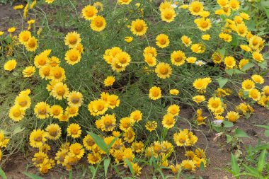 Eczane papatyası çiçek açıyor. Romantik bitkiler. Sarı çiçekli arka plan. Kulübe bahçesi..