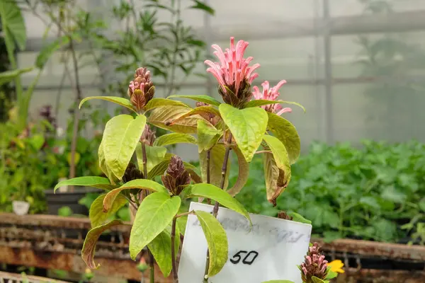 stock image Jacobinia pink in pot in garden. Blossom flowers in gardening. Flamingo flower.