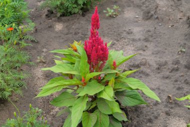 Amaranthus kırmızı renkte uyarıyor. Kırmızı çiçekler organik bahçede bulanık efektli arka planda. Kulübe bahçesi..