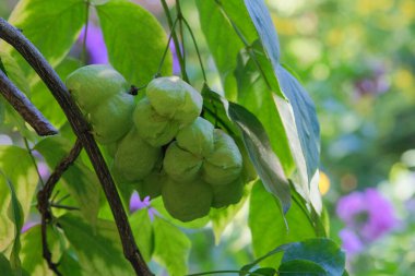 Staphylea Pinnata bahçede. Yeşil yapraklar doğayı bulanık bırakır. Peyzaj tasarımı. Güneşli bir günde yemyeşil yapraklar.