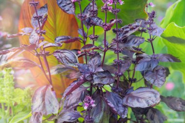 Violet Basil çiftçilik ve hasat işinde. Fesleğen kırsal alanda yetişiyor. Baharat yetiştirmek. Bitki bahçesi.